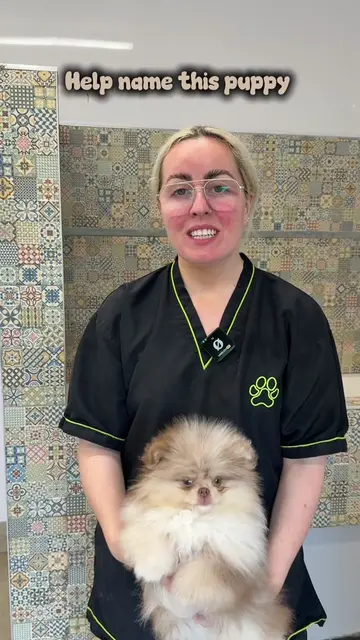 The cutest puppy I’ve ever bathed? I think I’ve peaked as a dog groomer😭 what n