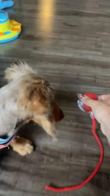 #dogsoftiktok #minidachshund #puppy #toys #play 