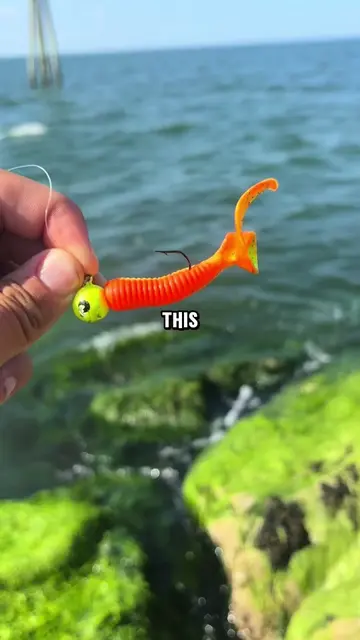 How many species can I catch and cook? #fishing #seafood #catchandcook #fish 