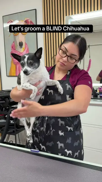 Blind and a Chihuahua?! I was getting prepared for CHAOS 😭 but he did SOOO GOOO