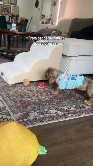 She’s too cute #dogsoftiktok #minidachshund #puppy #toys #play 
