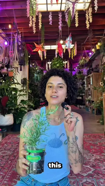 ULTIMATE ROSEMARY CARE GUIDE: ☀️Light Rosemary requires full, direct sunlight to