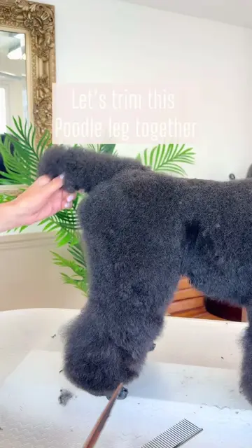 Let’s trim this Poodles leg together … his face at the end 🥹 Tools: @thecoatltd