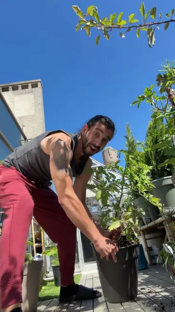 DIY tomato upgrade hacks! 🤩🍅🌱 #plants #gardeningtiktokcontest 