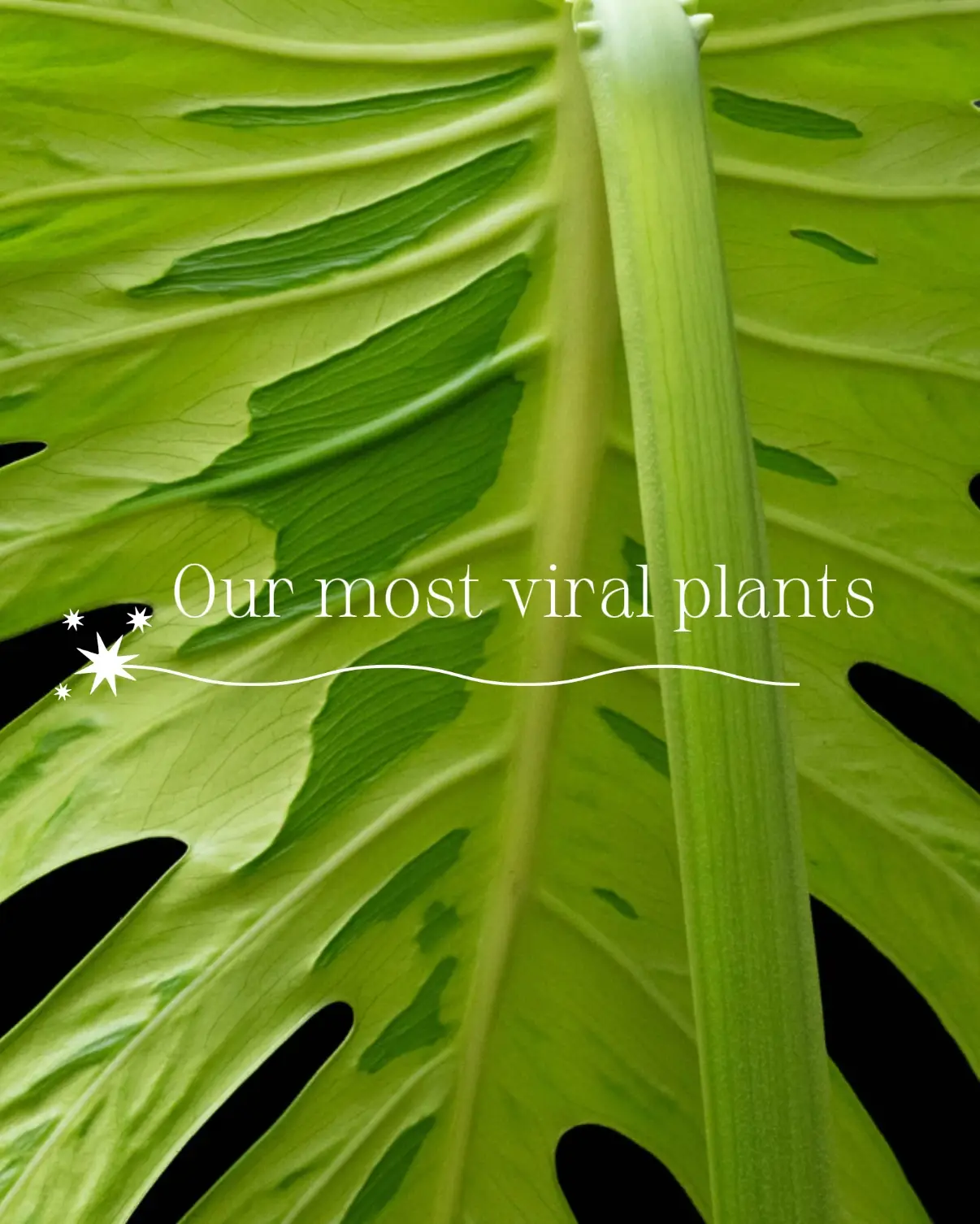 #plants #houseplants #gardening #plantcaretips 