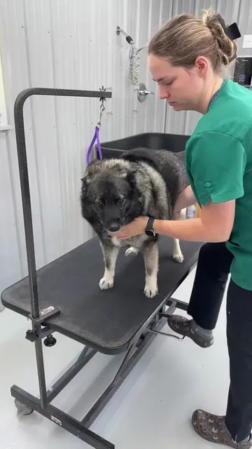 Always such a happy girl! 😇 #doggrooming #norwegianelkhound #doggroomer #deshed