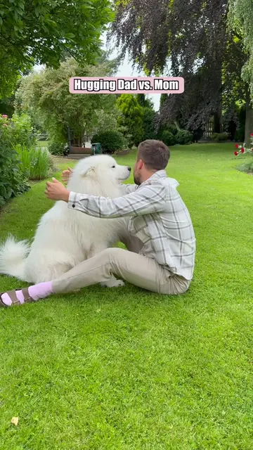 Daddo, please stop it now 🙈😅 #dog #samoyed #hugging #dogparents #comedy 