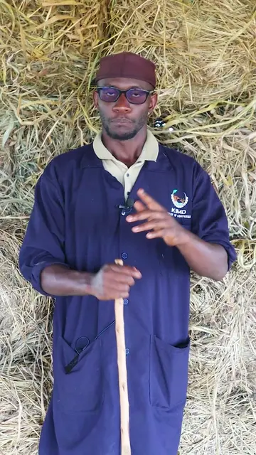 How to prepare hay #zerograzing #alfaalfa #kimd #goats #hay 