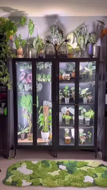If you’re struggling with crispy leaves, low humidity, or keeping your tropical 
