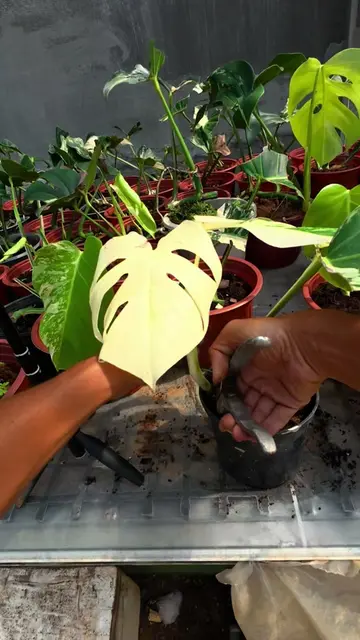 Mấy cây cắt tháng trước bây giờ ra sao ?  # cuttingmonsteraalbo  #monsteramint  