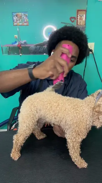 65$ for this grooming service!!!                  (Haircut: K7 ,Tbh)      ✨Pet N