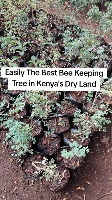 Senegalia mellifera, known as Kikwata in Swahili, is widely regarded as one of t