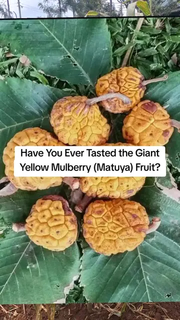 One of Kenya's Rarest and Sweetest Indigenous Fruits The Giant Yellow Mulberry (
