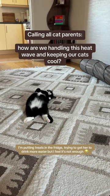 I need all the tips I can get!!!🐈‍⬛ #heatwave #catparents #catsoftiktok #ukheat