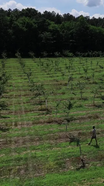Two years ago, these trees were sitting in one of our greenhouses. Today, they'r