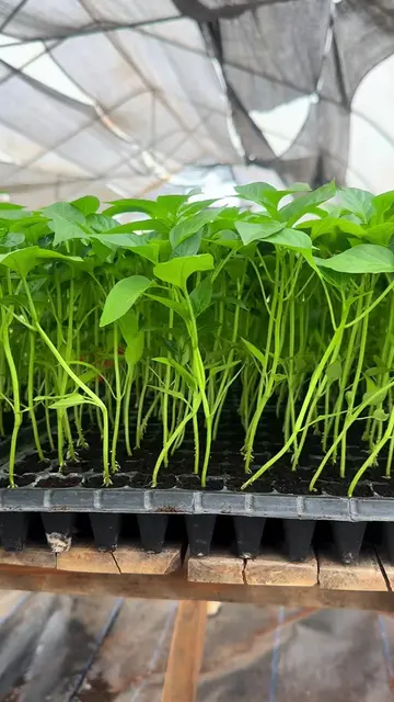 Today, we dispatched a customer’s bell pepper seedling order to Lagos, Nigeria. 