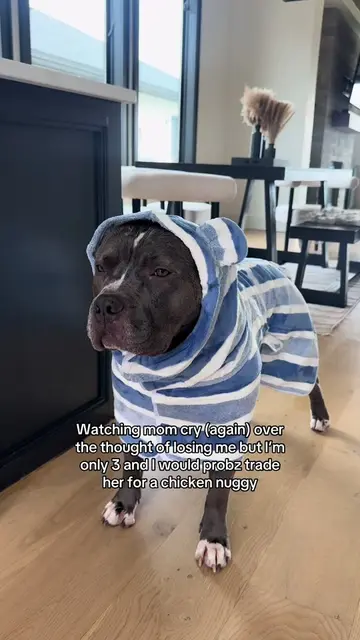 She so dramatic #dogtok #funnydogs #funnydogvideos #pitbulls #pitbullsoftiktok 