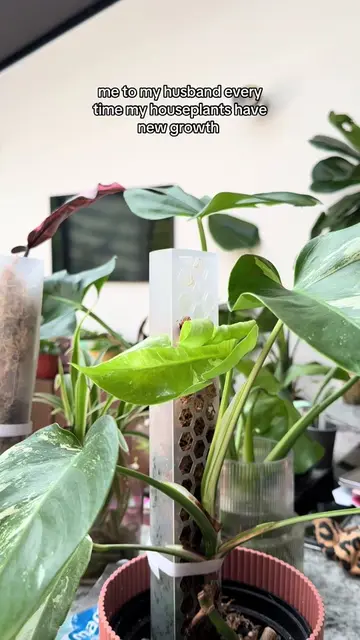 If there’s a new leaf in our house, EVERYBODY knows about it 🌱 Leave a photo of