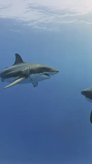 #shark #sharkweek 