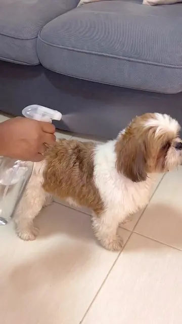 ¿Tu perro huele mal muy rápido? Prepárate para este truco casero para eliminar e