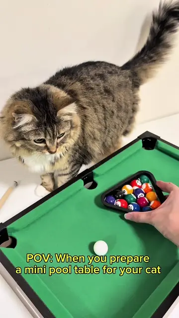 Today I prepared a mini pool table for my cats Just like the mini pool table, we