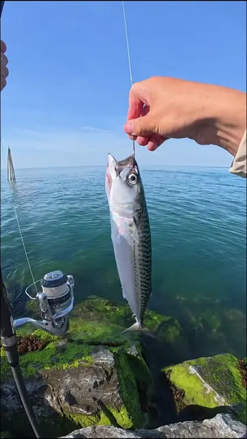 Even if I had caught that striped bass I would not have eaten it. Striped bass p
