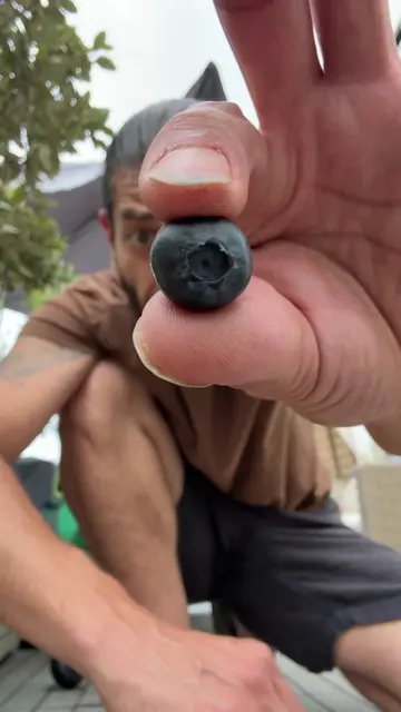 DIY easy blueberry growing hack! 🫐🤩 #EduTok #learnontiktokcontest 