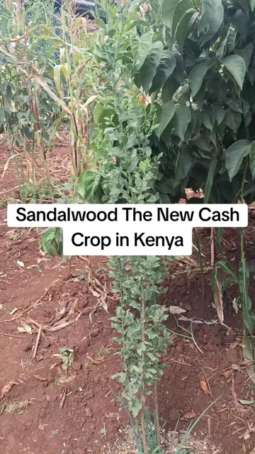 Osyris lanceolata, commonly known as African Sandalwood, is one of Kenya's most 