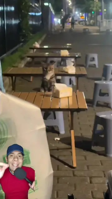 ¿Tu también le hubieras dado algo? 😸❤️🍙 #LearnOnTikTok #learning #animals #pet