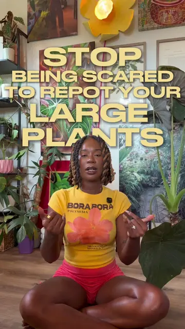 5 Tips To SUCCESSFULLY Repot Your Large Plants  🌱—>🪴 📲 SAVE this and send to 