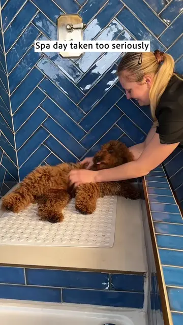 Doggy Daily Episode 614: Cookie the Cockapoo🐾  • • • • • #cockapoo #cockapoopup