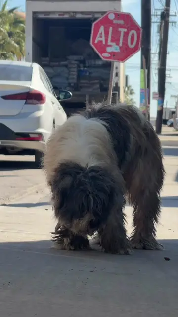 When we found Emmy wandering the streets of Baja, we knew her healing journey wa
