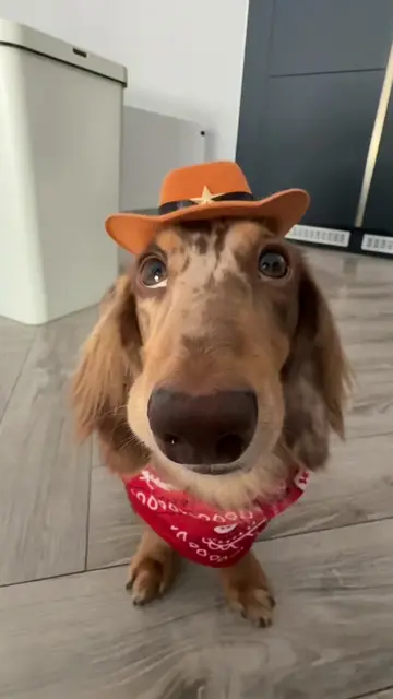 Pt. 4 🤠 #popipo #drool #miniaturedachshund #fyp 