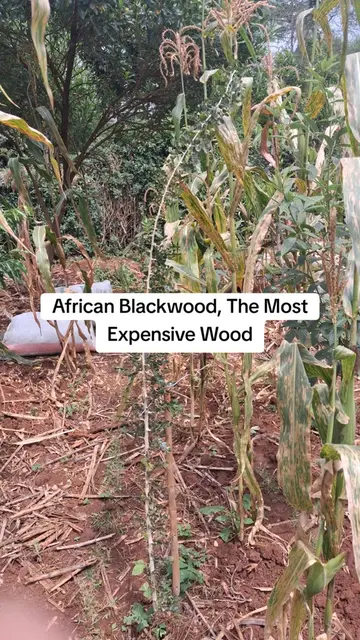 Dalbergia melanoxylon, commonly known as African Blackwood or Mpingo, is one of 