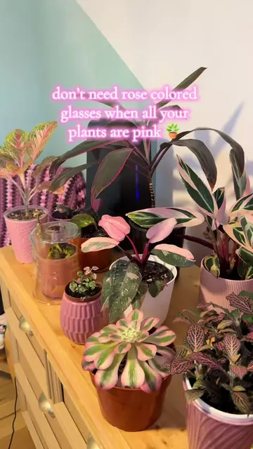 Pink plants for life #pinkplants #houseplants #indoorplants #plantsoftiktok 