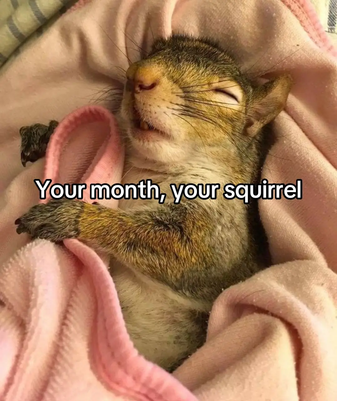 #yourmonthyourthing #squirrels #squirrel #fypシ 