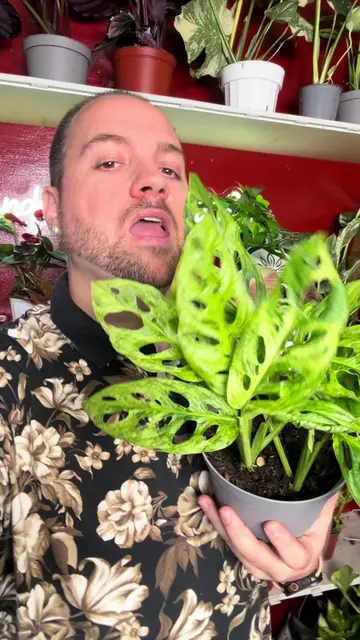 You have to come join us tonight for our rare plants and giveaways! #Houseplants