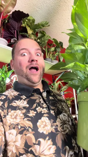 OMG the Hawaiian pothos (large golden pothos) came in so big this week!!! #House