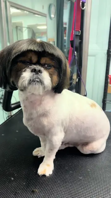 🐾 Fresh Look, Happy Pup! ✂️🤍 Another adorable transformation at Groomleas! Thi