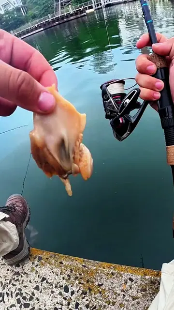 Does this count as a catch and cook? #fishing #fish #catchandcook #seafood 