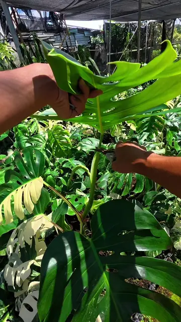#cutting  #monsteramint  #cuttingmonstera  #kiengla 