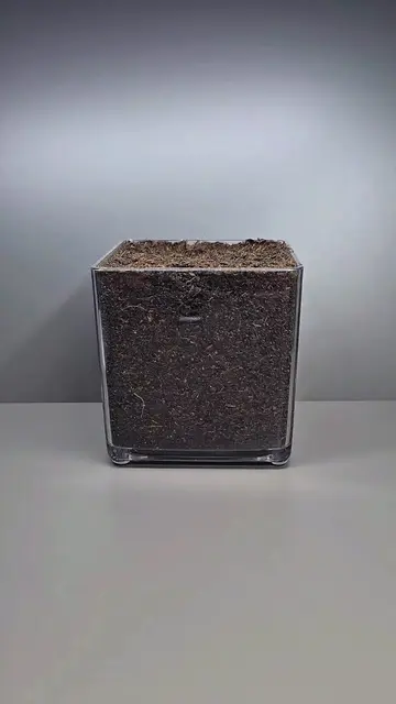 Zucchini Growing Timelapse 🌱 | 15 Days in 30 Seconds 👀 #Shorts  #Zucchini #Tim