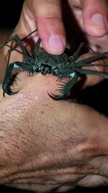 Bitten by a massive whip scorpion! Don’t miss this brand new episode on the @bra
