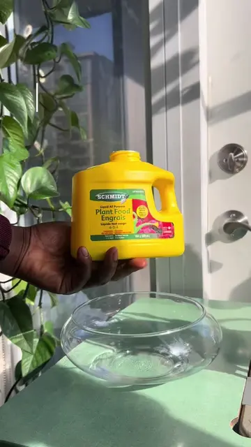 #bottomwatering #plantsoftiktok #plantcare #bottomwateringplants #PlantLover 