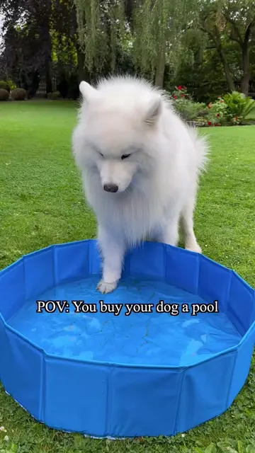 Felix‘s advice: mud is perfect to cool down on a hot summer day 😂 #pool #dog #s