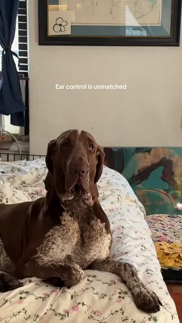 10/10 no notes #bracco #pointerdog #braccoitaliano #puppy #ears 