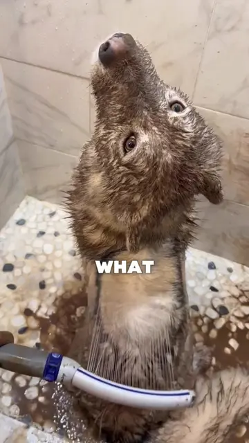Many people think dog grooming is just about bathing a dog, but behind every ser