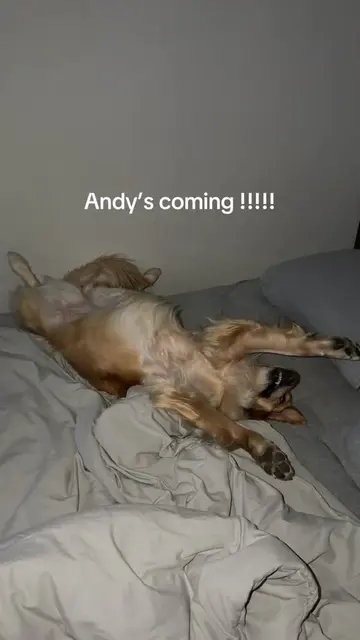 Toy Story challenge (dog edition) #toystory #toystorychallenge #dogsofttiktok #g