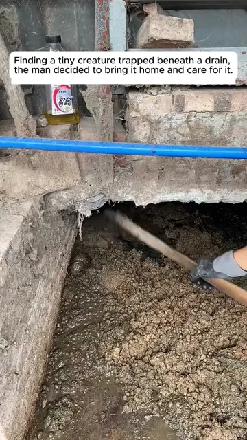 Finding a tiny creature trapped beneath a drain the man decided to bring it home