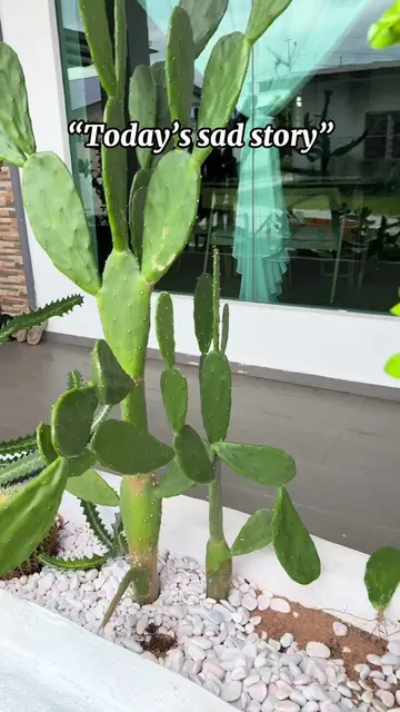Hari ni terpaksa “operate” beberapa cactus saya. 🥹🌵 Masa mula2 bela cactus…say